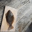 천수낚시터 Daum카페