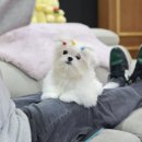 미니펫 강아지분양 고양이분양 강남점 이미지