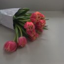 아침이슬 이미지