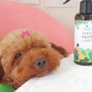 도그아로마 이미지