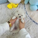 데일리독 이미지