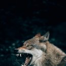 늑대와 여우 이미지