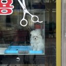 Hair 자르 go