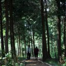 울창한 편백나무 숲에서 경험하는 피톤치드 향, 정남진 편백숲 우드랜드 이미지
