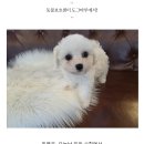 도그마루 강아지고양이 안산점 이미지