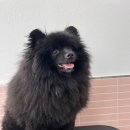 입댕로랑 이미지