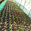 남해농장 이미지