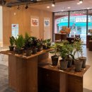 로컬스티치 청자장 이미지