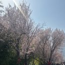 소화다리앞 | 중국 시안 봄 벚꽃 보러 소화산 케이블카 타고 등산하기