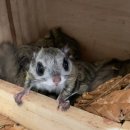 울산광역시야생동물구조관리센터 이미지