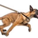 올바르개 이미지