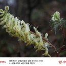 산괴불주머니 이미지