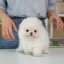 멍클레어 강아지분양 울산점 | 울산강아지분양 솔직한 방문후기