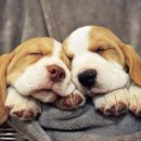 꿈꾸는강아지 이미지