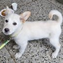 노성남 동물병원 이미지