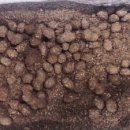 포항곤충농장 이미지