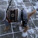 대학 동물병원 | 은해펫 :: 은해 반려동물 보조기 강아지 슬개골 보호대 왼다리 착용 후기 대학병원 최다 판매된 그 제품