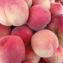 용천농원 이미지