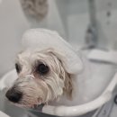 호다닥쑥 이미지