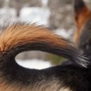 Happy tail 이미지