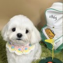 러블리펫샵 이미지