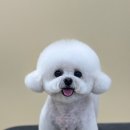 쭈애견미용 이미지