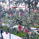 우천 | 횡성 새말 맛집, 우천막국수 재방문 후기