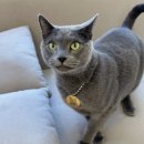 고양이마법사 | 안양 몽실캣 고양이 미용후기 , 내돈내산, 무마취 교감 미용