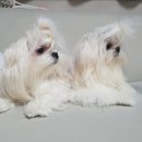 큐티 | 베리하우스말티즈견사 시흥말티즈분양 후기 예쁜 큐티와 우주소식~♡