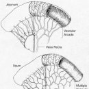 jejunum vs ileum(빈창자 vs 돌창자) 이미지