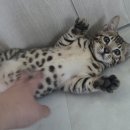 실버캐슬 캐터리 이미지