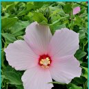 경주연꽃단지 이미지