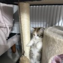 살랑 그루밍 이미지