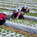 백두카센타 이미지