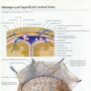 Meninges and Diploic veins 이미지