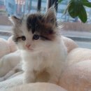 천안고양이 분양 퍼스트캣 본점 | 귀여운 고양이와 가족이 되고 싶다면? 천안고양이분양 퍼스트캣 본점에서 당진랙돌분양