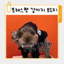 지금처럼 | 강아지 후드티 포레스펫 국내 제작 스트릿핏 간절기 데일리 착용 후기