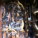 7월 꿀벌관리 이미지