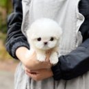 분당-390 | 분당강아지분양 말티즈 입양 후기