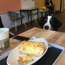 캣독카페 이미지