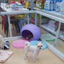 개털깎는집 이미지