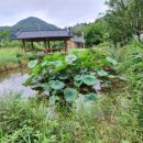 설악산약초