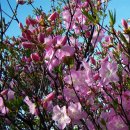 흥부골자연휴양림 이미지