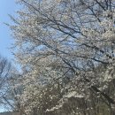 공주-64 | 공주 계룡산 동학사 벚꽃 드라이브와 함께 즐기는 공산성 야경 일몰 투어