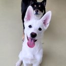 털로덮인친구들 서울상도점 이미지