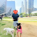 송도 마이펫페어 2026 2일차 후기｜구매템 총정리 + 대형견 추천템 + 달려보개 체험 (깜비 포비)