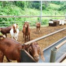 김천염소유통 이미지