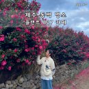 월평목장 | 제주 1월 2월 가볼만한곳 플랜트 827카페 제주도 동백 명소