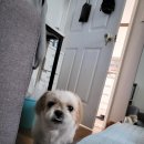 (주)야옹아멍멍해봐펫 이미지