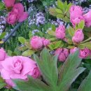 액비골(2) 이미지